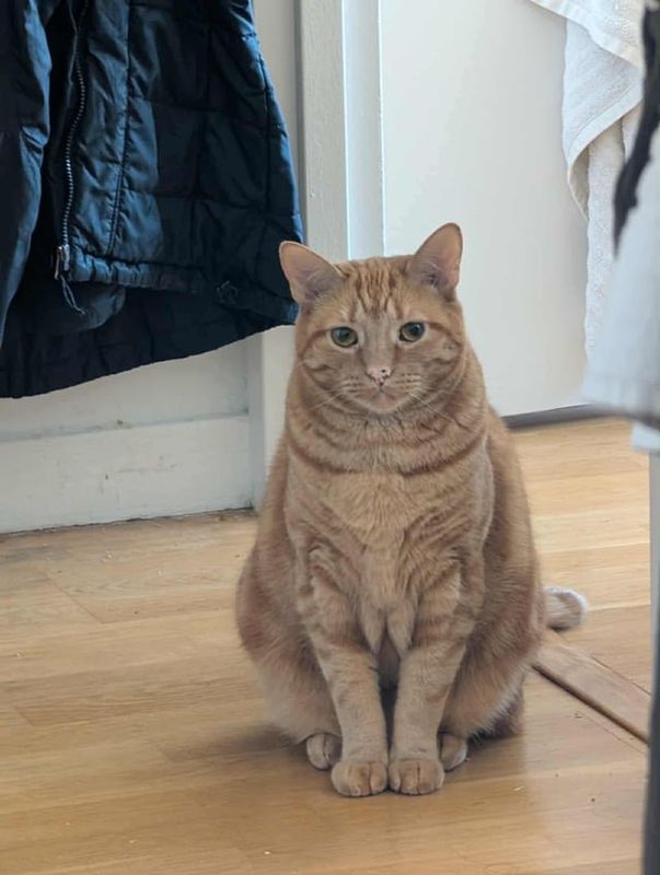 Lost Cat in New York, New York — listing photo