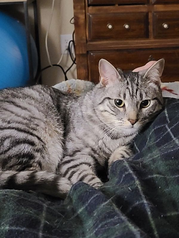 Lost Cat in Colorado Springs, Colorado — listing photo