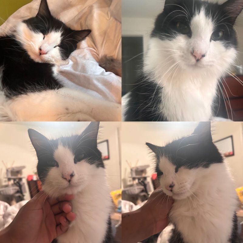 Lost Cat in Hutto — listing photo