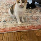 Lost Cat in Kansas City, Missouri — listing photo