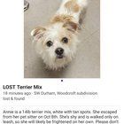 Lost Dog in Craig — heartbroken to see that this small and shy pup is still lost, so I wanted to share this person's post here…