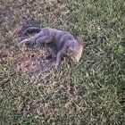 Lost Cat in K — listing photo
