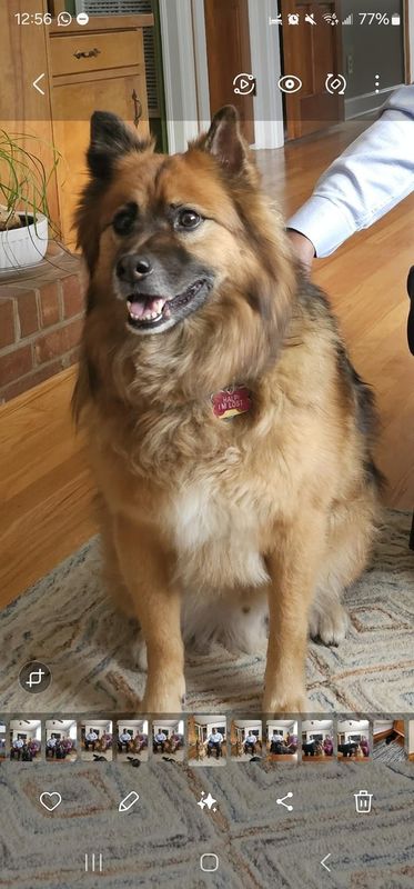Lost Dog in Raleigh, North Carolina — Please help find our lost pet!