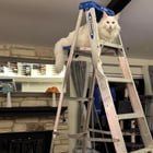 Lost Cat in Round Rock, Texas — listing photo