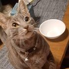 Lost Cat in Sacramento, California — My sisters cat Gaia went missing last week.