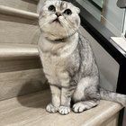 Lost Cat in Irvine, California — !!️ MISSING — PLEASE HELP US FIND NORI !!️