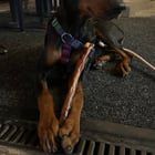 Lost Dog in Sacramento, California — My Dog is Missing.