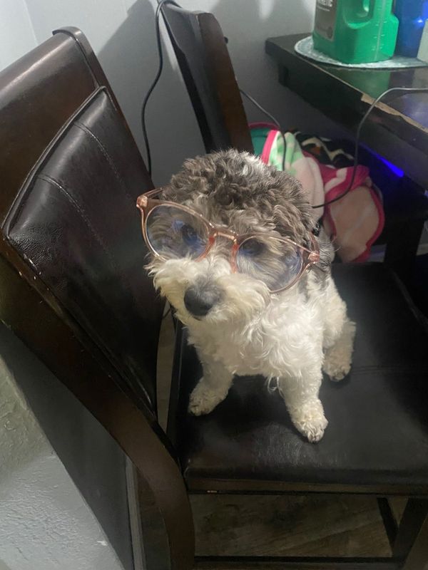Lost Dog in Muscoy — listing photo