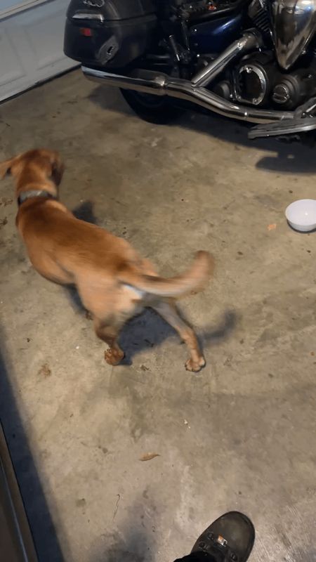 Found Dog in Memphis, Tennessee — 2 Found dogs in Cordova, one Border Collie female other male put bull