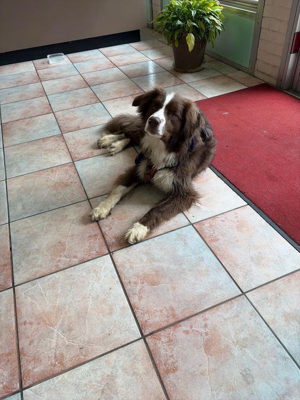 Found Dog in Asheville, North Carolina — Do you know this dog? Found dog at 712 Merrimon Avenue
