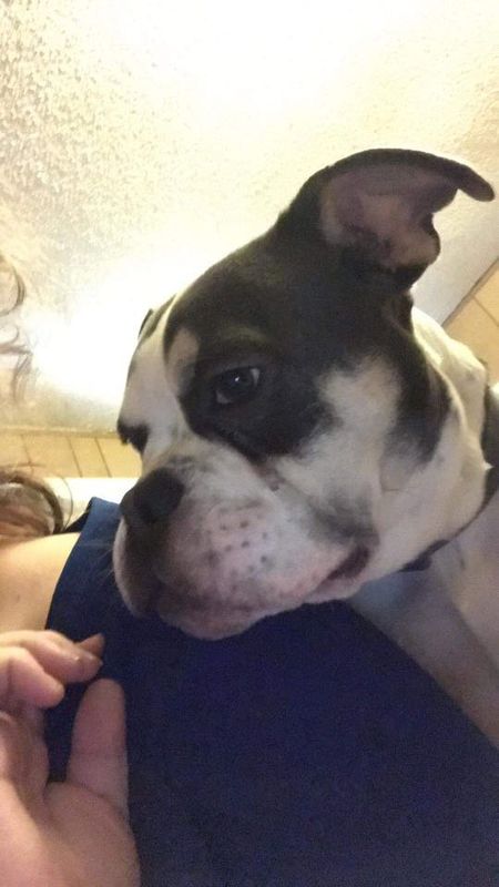 Lost Dog in Gatesville — listing photo