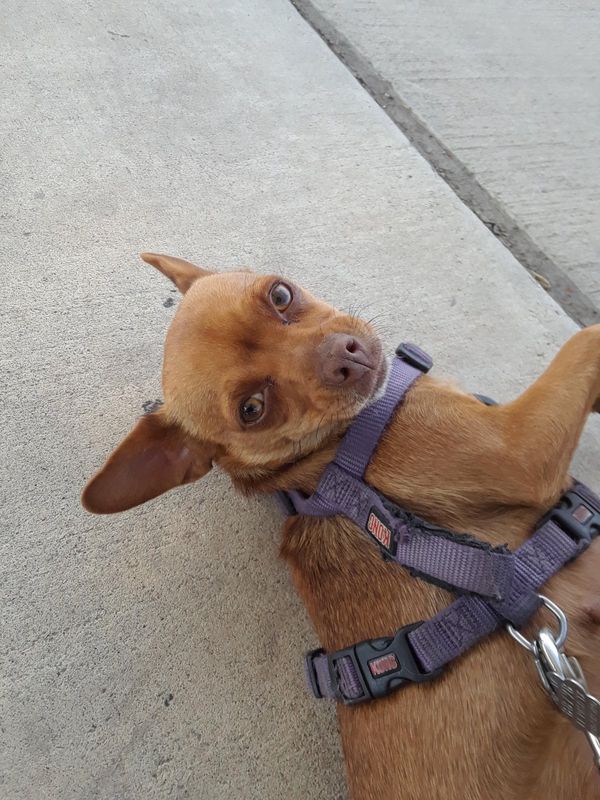 Lost Dog in El Paso, Texas — listing photo