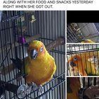 Lost Pet in K — listing photo