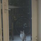 Lost Cat in Portland, Oregon — Anyone missing a cat in NE Mississippi & Fremont?