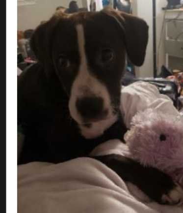 Lost Dog in Bellevue, Nebraska — listing photo
