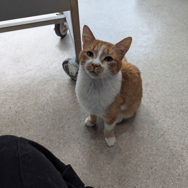 Found Cat in Detroit, Michigan — Foster Kitty got no-called no showed for adoption appointment