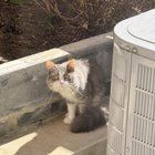 Lost Cat in Washington, District of Columbia — listing photo