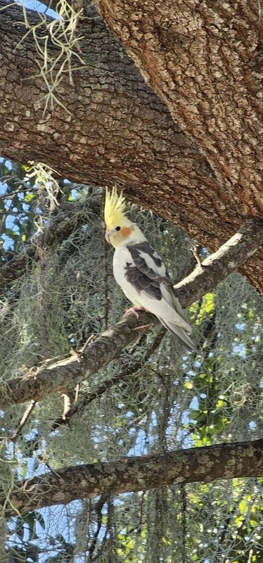 Lost Pet in Highland, California — listing photo