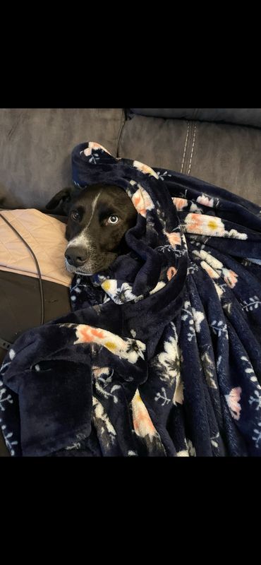 Lost Dog in Bakersfield, California — listing photo