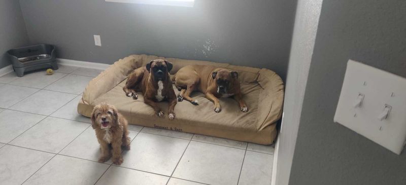 Lost Dog in Jacksonville, North Carolina — listing photo