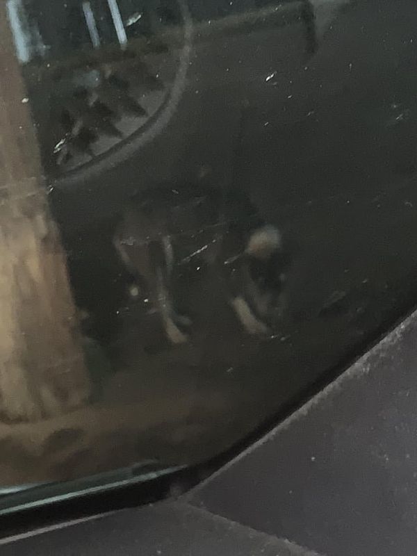 Lost Dog in Fort Worth, Texas — If any lost a dog in the river oaks area