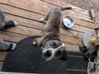 Lost Dog in Indianapolis, Indiana — Looking to re-home a couple of sweet dogs that lost their owners