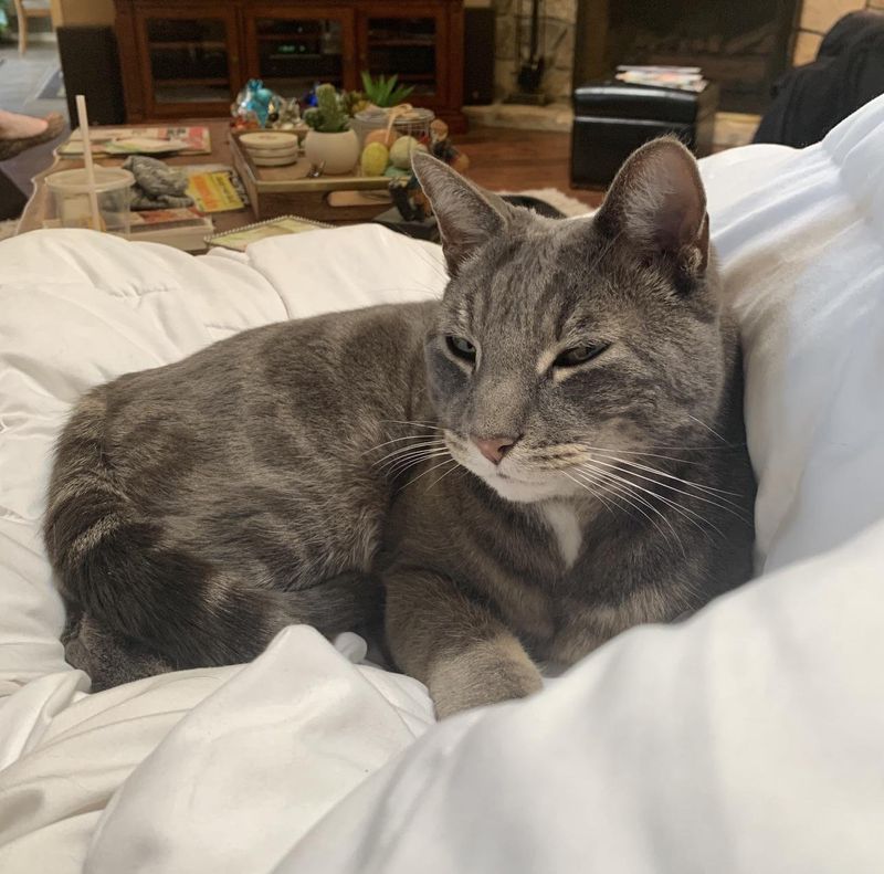 Lost Cat in Fresno, California — Looking for Rocky