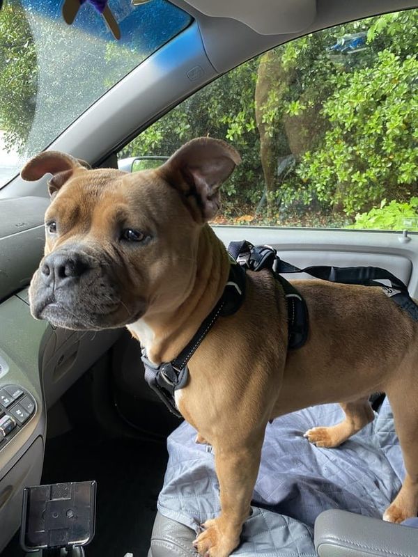 Found Dog in Winston-Salem, North Carolina — listing photo