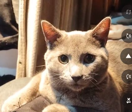 Lost Cat in Portland, Maine — listing photo