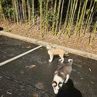 Found Dog in Asheville, North Carolina — listing photo