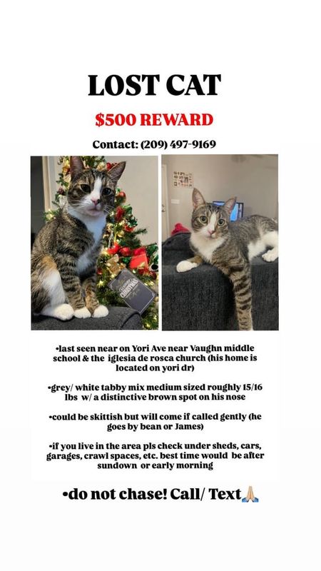 Lost Cat in Reno, Nevada — listing photo