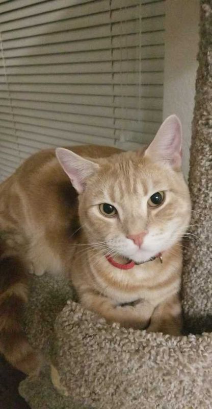 Lost Cat in Carson City, Nevada — listing photo