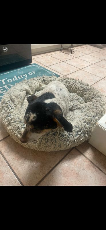 Found Dog in Hockley — listing photo