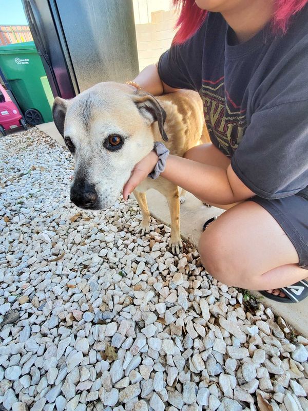 Found Dog in Mesa, Arizona — listing photo