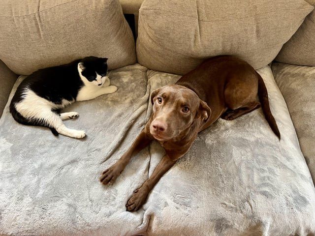 Found Dog in Memphis, Tennessee — listing photo
