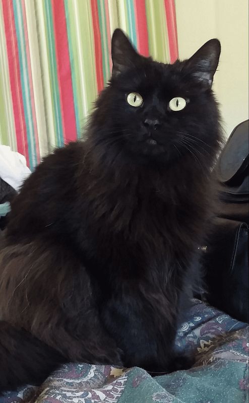 Lost Cat in Mesa, Arizona — Veterinarians in East Mesa/AJ