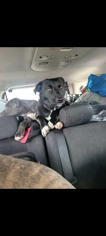 Lost Dog in Arvada, Colorado — listing photo