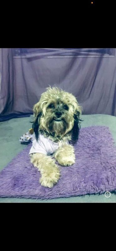 Lost Dog in Jacksonville, North Carolina — listing photo