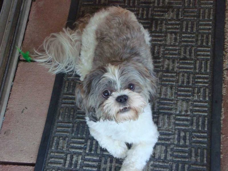 Lost Dog in Bakersfield, California — listing photo