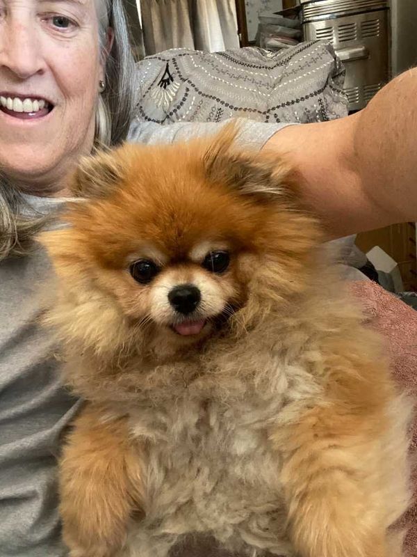 Lost Dog in Sacramento, California — listing photo