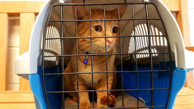Lost Cat in Detroit, Michigan — [FOUND LOST CAT IN SOUTHWEST DETROIT] Did you lose this little guy a couple days ago? If so…