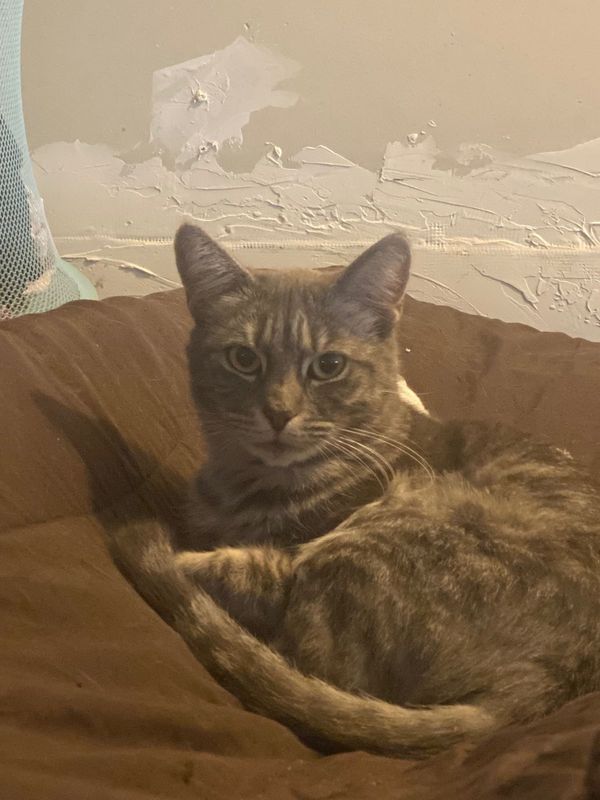 Lost Cat in Sacramento, California — listing photo