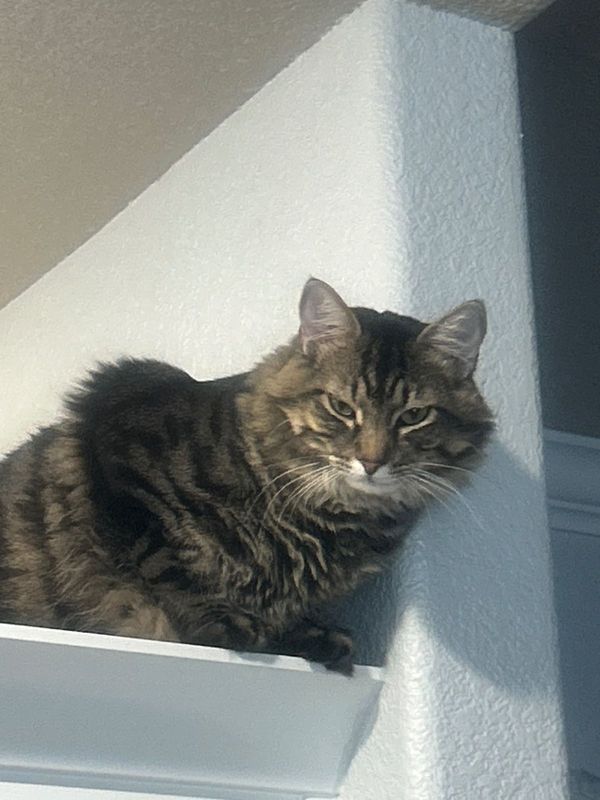 Lost Cat in Prairie Grove — listing photo