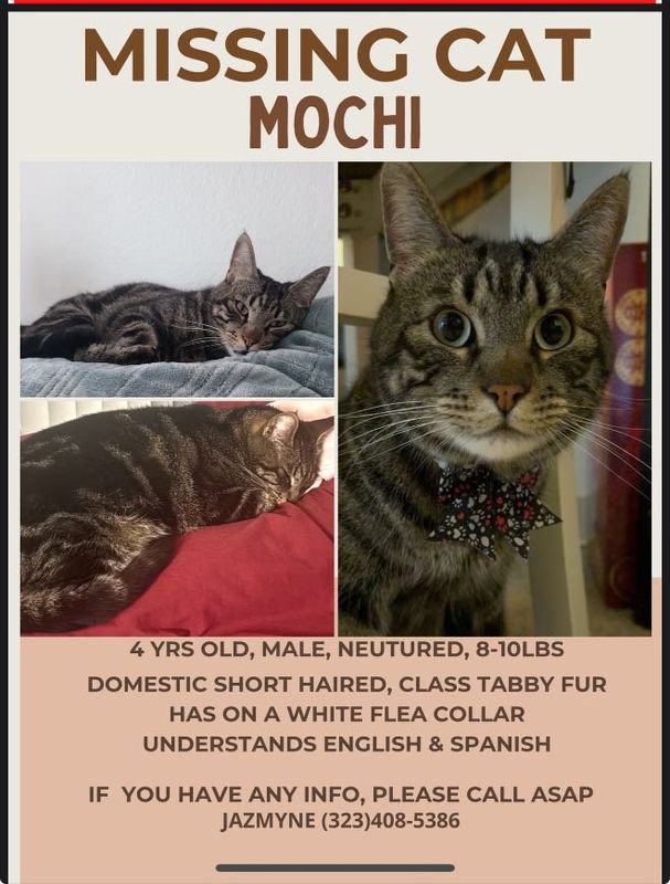 Lost Cat in San Diego, California — listing photo