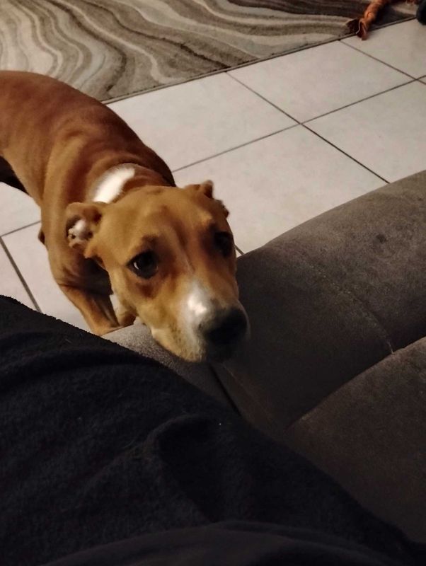Lost Dog in Hudson — listing photo