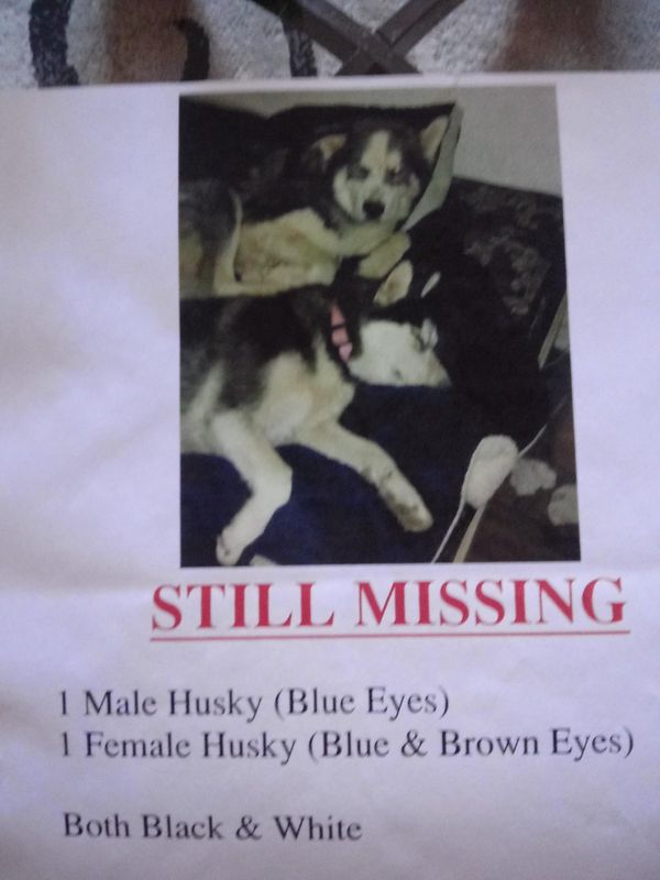 Lost Dog in San Elizario — listing photo