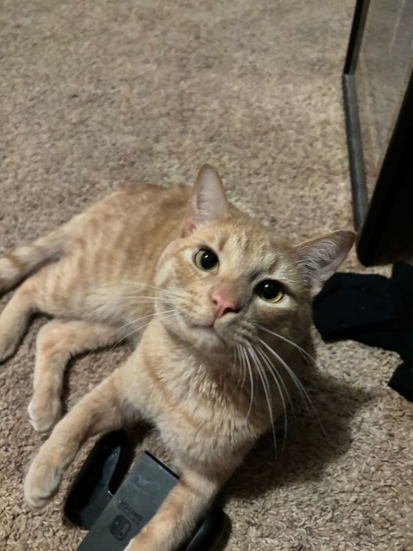 Lost Cat in Turlock, California — listing photo