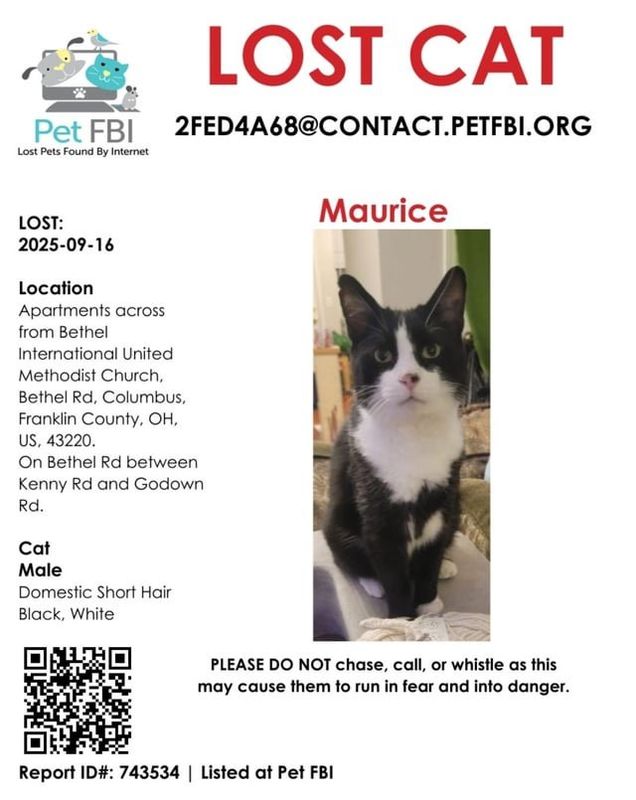 Lost Cat in K — listing photo