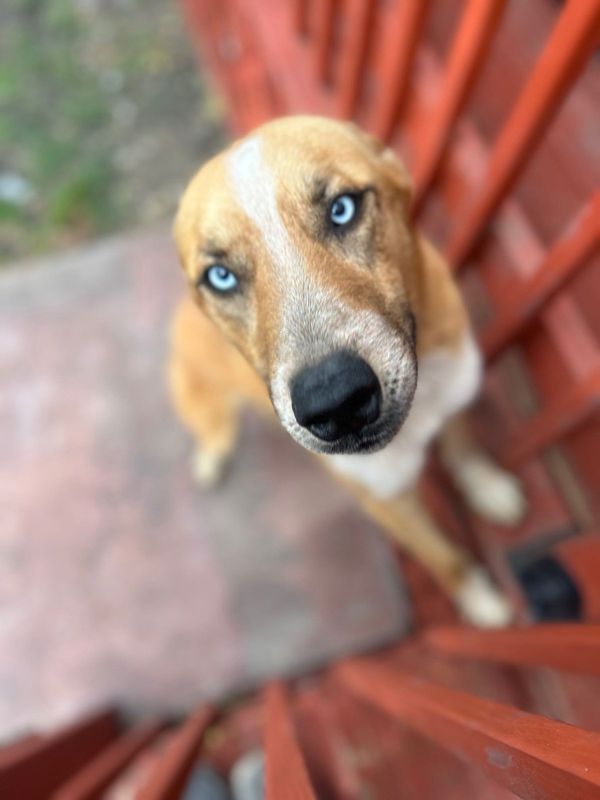 Lost Dog in Grand Prairie, Texas — listing photo