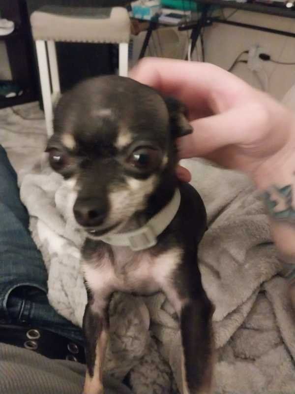 Lost Dog in Tacoma, Washington — listing photo